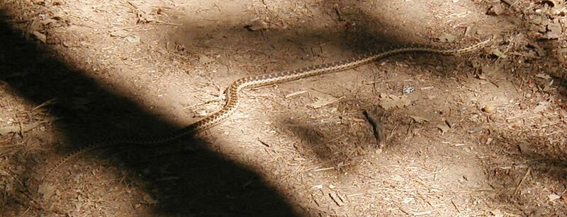 File:Gophersnake.jpg